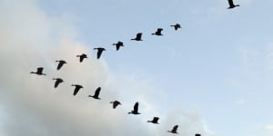 Flock of birds with a single leader