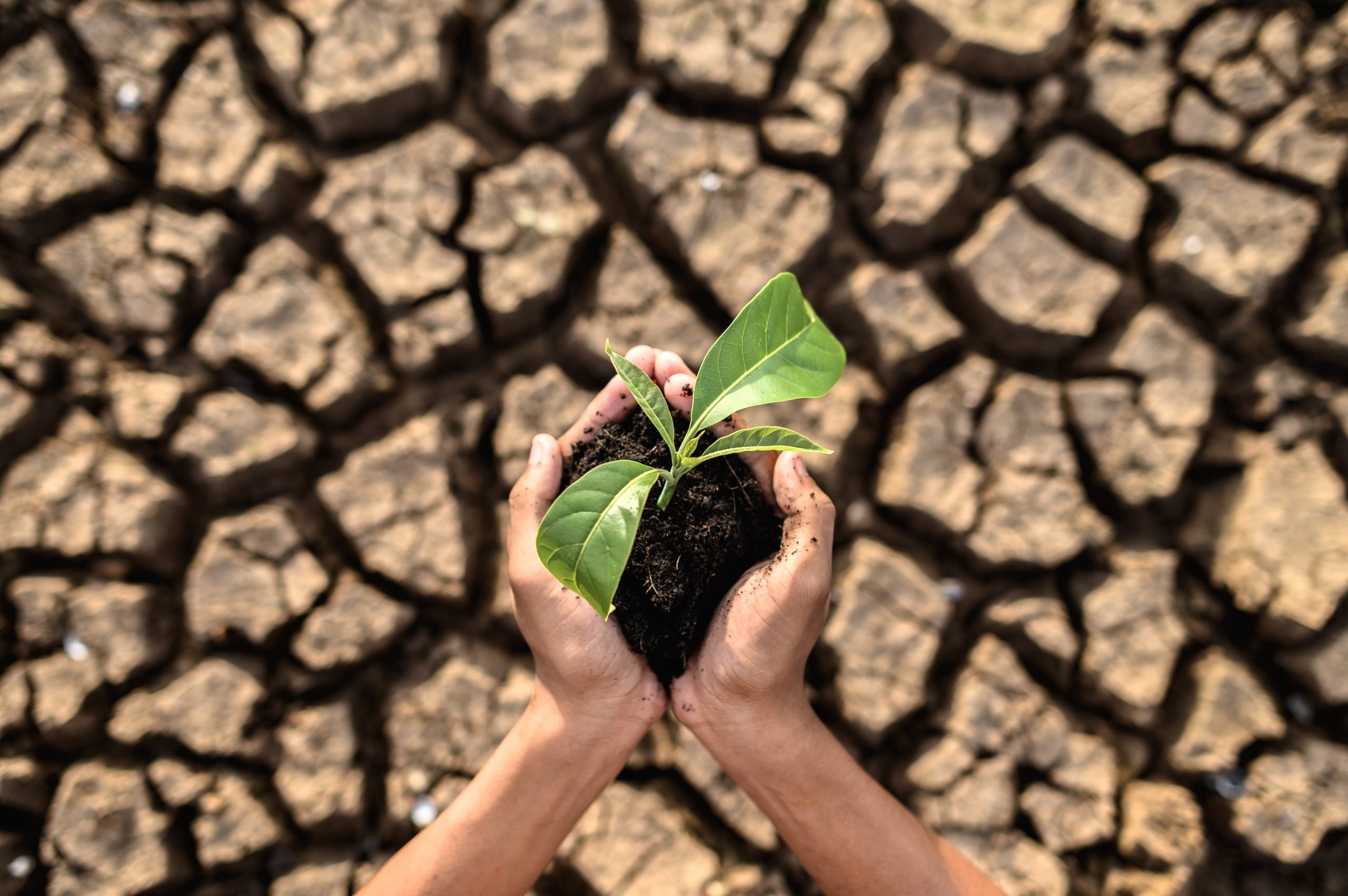 Celebrating Earth Day At Work: How To Promote A Sustainable Workplace 🌎